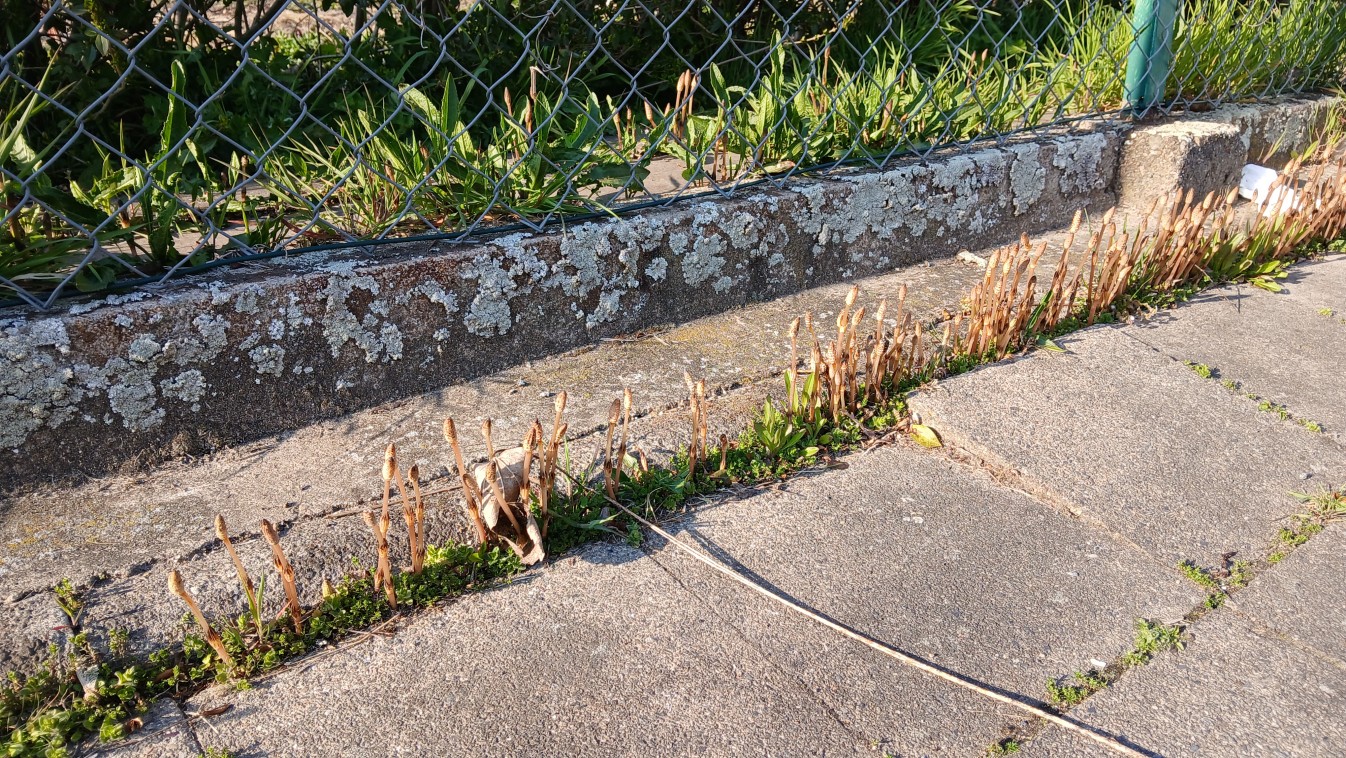 GA-Aussenbereich Schachtelhalm